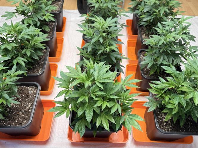 First Run in a "real" Grow Room (ish). Week 4