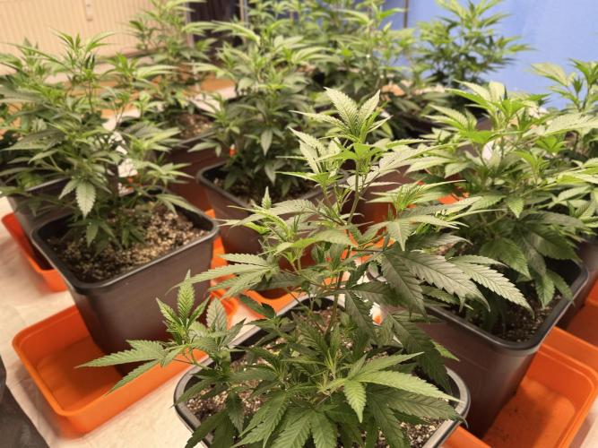 First Run in a "real" Grow Room (ish). Week 4