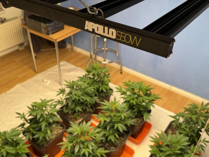 First Run in a "real" Grow Room (ish). Week 4