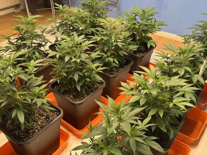 First Run in a "real" Grow Room (ish). Week 4