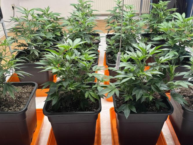 First Run in a "real" Grow Room (ish). Week 4