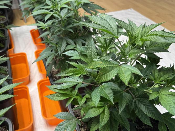 First Run in a "real" Grow Room (ish). Week 4