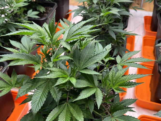 First Run in a "real" Grow Room (ish). Week 4