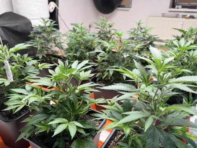 First Run in a "real" Grow Room (ish). Week 4