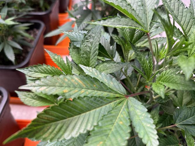 First Run in a "real" Grow Room (ish). Week 4 - BR with Burn