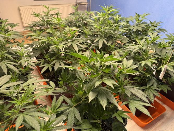 Critical Mass & Black Rainbow SoG. Week 5