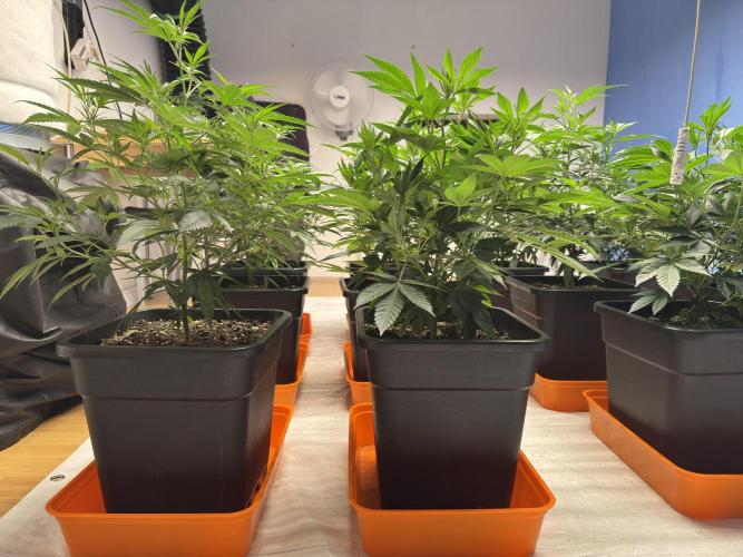 Critical Mass & Black Rainbow SoG. Week 5