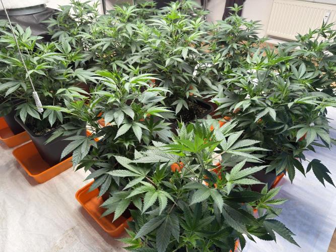 Critical Mass & Black Rainbow SoG. Week 5