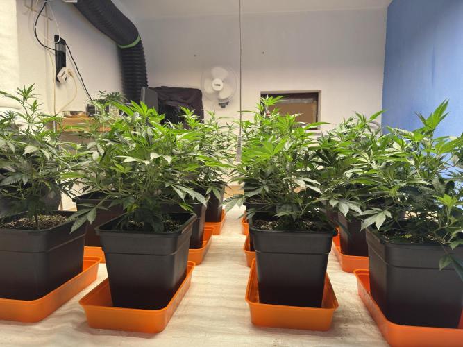 Critical Mass & Black Rainbow SoG. Week 5