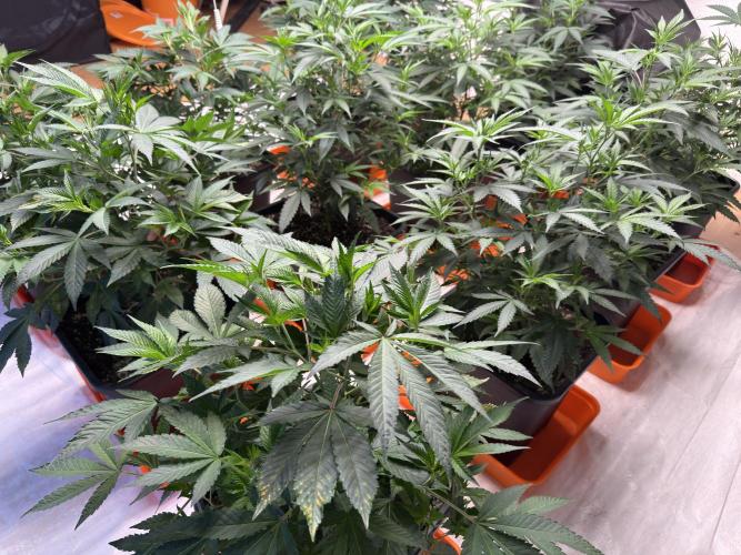 Critical Mass & Black Rainbow SoG. Week 5