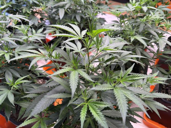 Critical Mass & Black Rainbow SoG. Week 5