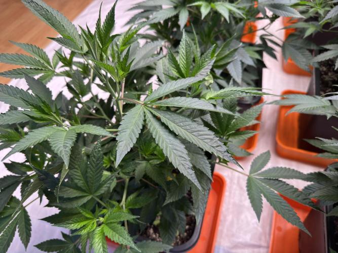 Critical Mass & Black Rainbow SoG. Week 5