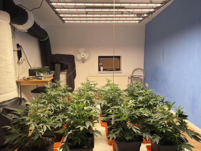 Critical Mass & Black Rainbow SoG. Week 5