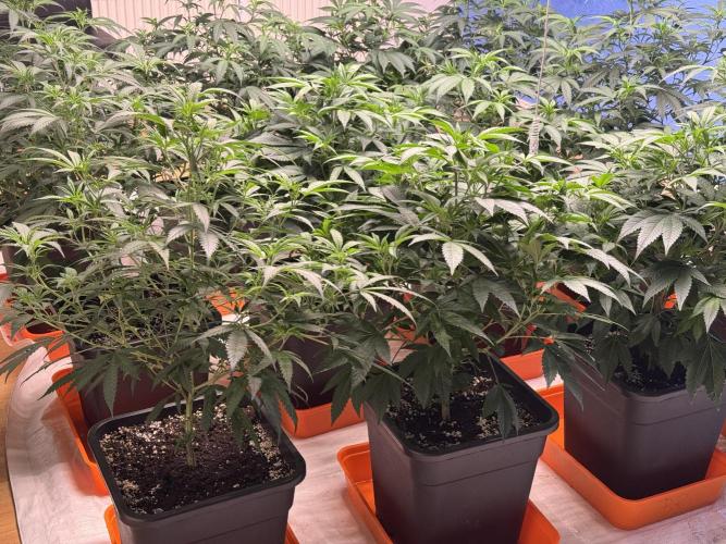 Critical Mass & Black Rainbow SoG. Week 6