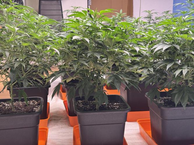 Critical Mass & Black Rainbow SoG. Week 6