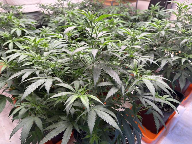 Critical Mass & Black Rainbow SoG. Week 6