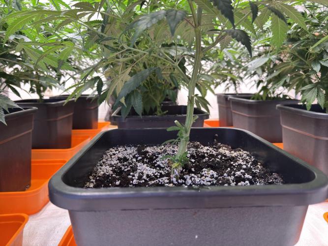 Critical Mass & Black Rainbow SoG. Week 6