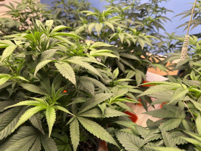 Critical Mass & Black Rainbow SoG. Week 6