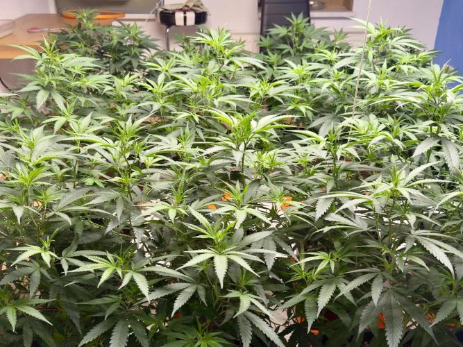 Critical Mass & Black Rainbow SoG. Week 7