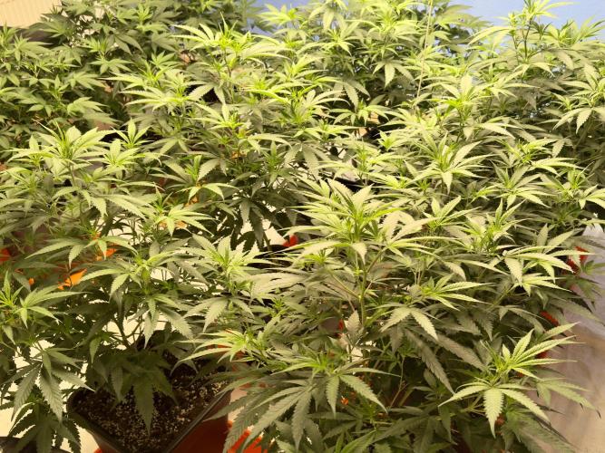 Critical Mass & Black Rainbow SoG. Week 7