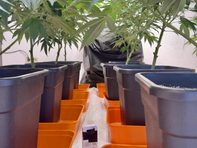 Critical Mass & Black Rainbow SoG. Week 7