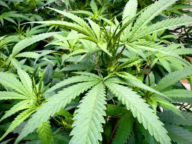 Critical Mass & Black Rainbow SoG. Week 7