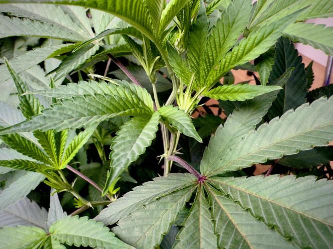 Critical Mass & Black Rainbow SoG. Week 7