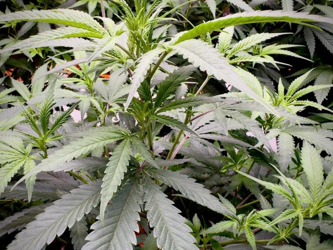 Critical Mass & Black Rainbow SoG. Week 7