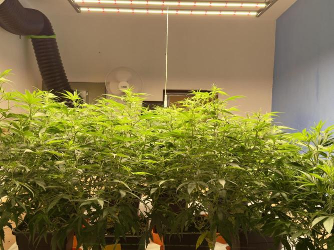 Critical Mass & Black Rainbow SoG. Week 8