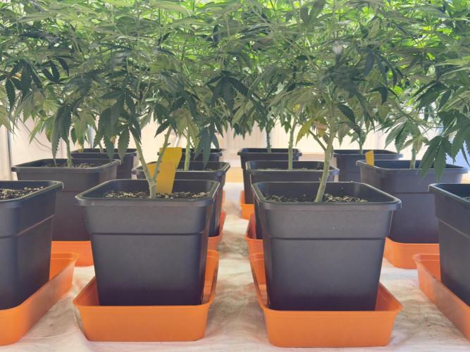 Critical Mass & Black Rainbow SoG. Week 8