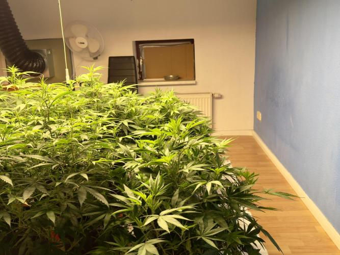 Critical Mass & Black Rainbow SoG. Week 8