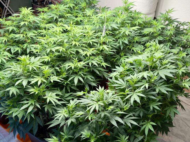 Critical Mass & Black Rainbow SoG. Week 8