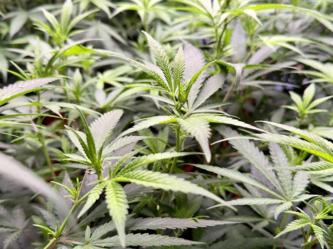 Critical Mass & Black Rainbow SoG. Week 8