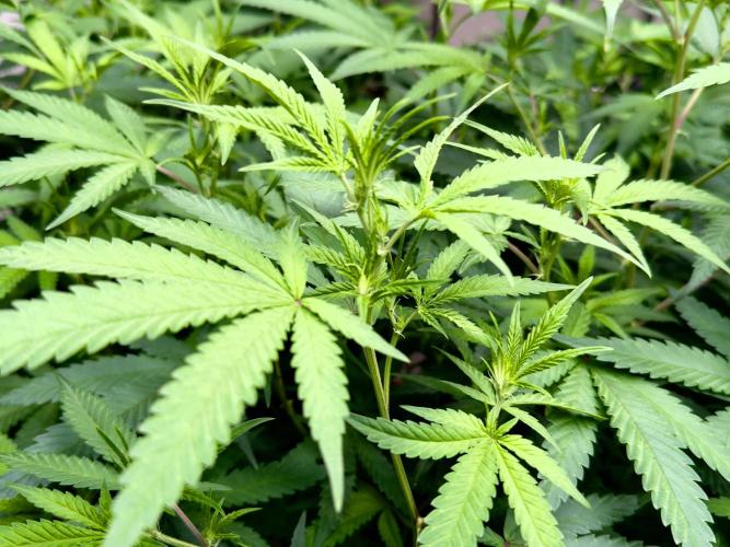 Critical Mass & Black Rainbow SoG. Week 8