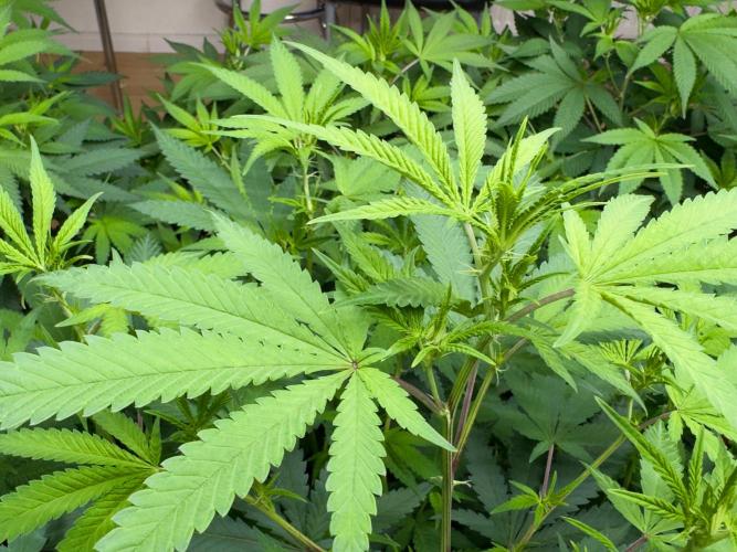 Critical Mass & Black Rainbow SoG. Week 8