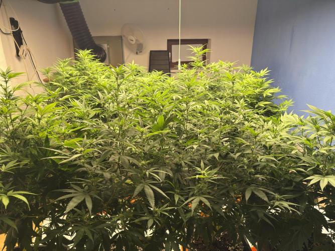 Critical Mass & Black Rainbow SoG. Week 9