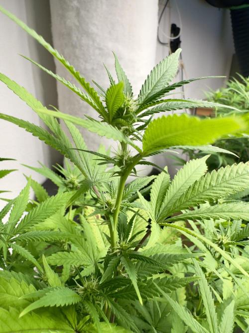 Critical Mass & Black Rainbow SoG. Week 9 - Critical Mass #2