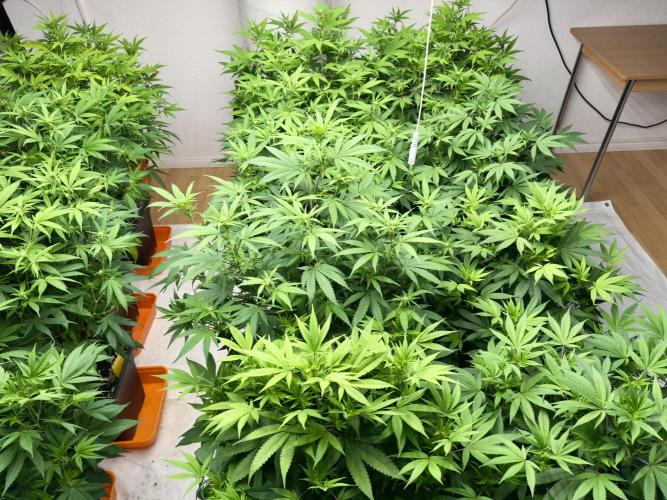 Critical Mass & Black Rainbow SoG. Week 9
