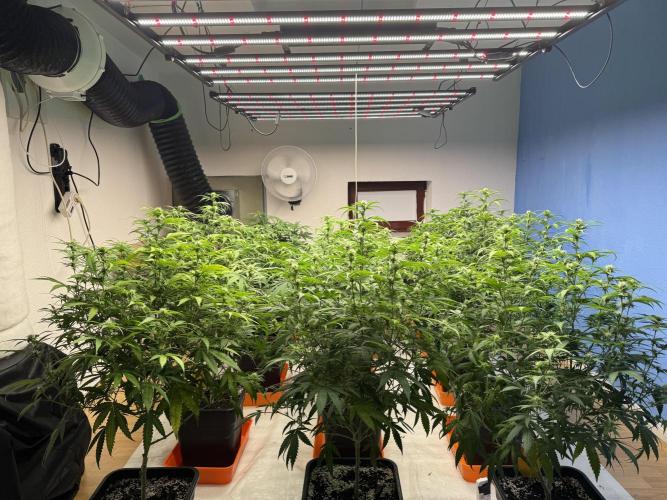 Critical Mass & Black Rainbow SoG. Week 10