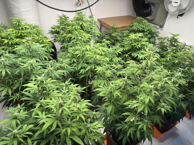 Critical Mass & Black Rainbow SoG. Week 10