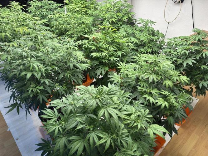 Critical Mass & Black Rainbow SoG. Week 10