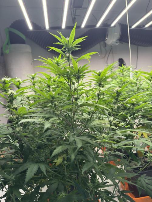 Critical Mass & Black Rainbow SoG. Week 10