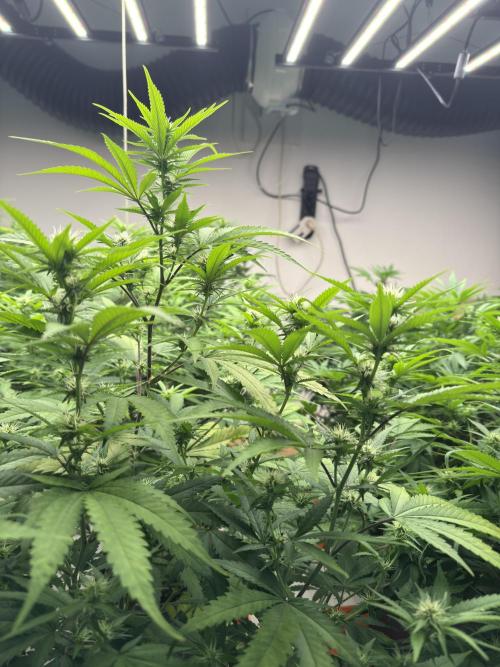 Critical Mass & Black Rainbow SoG. Week 10