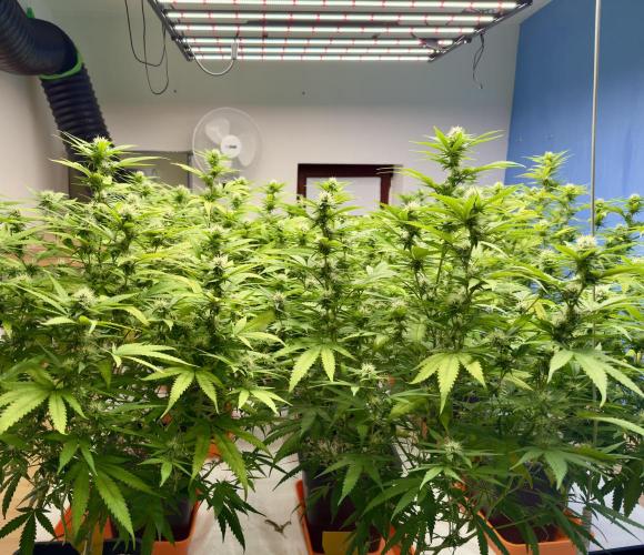 Critical Mass & Black Rainbow SoG. Week 11