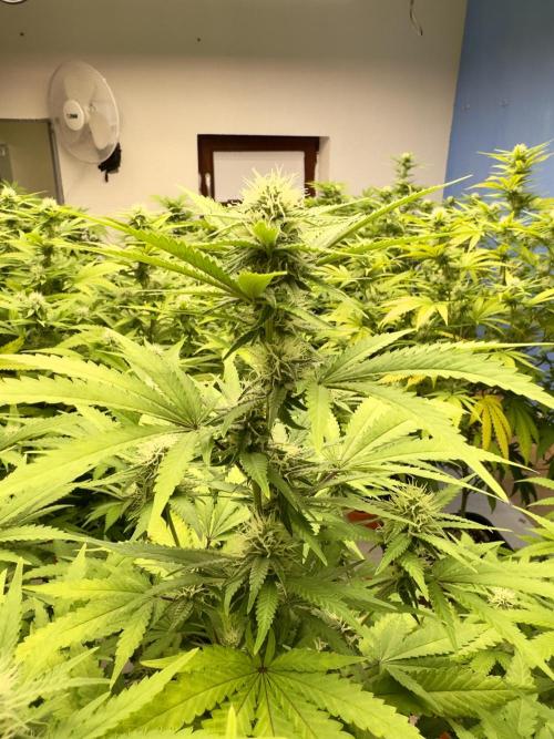 Critical Mass & Black Rainbow SoG. Week 11