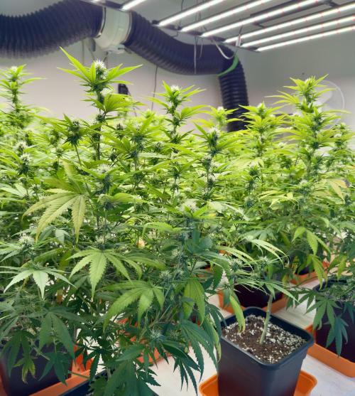 Critical Mass & Black Rainbow SoG. Week 11