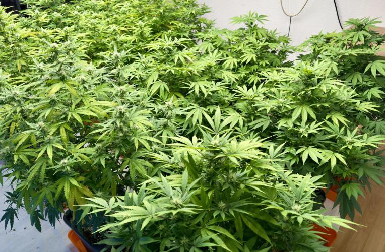 Critical Mass & Black Rainbow SoG. Week 11