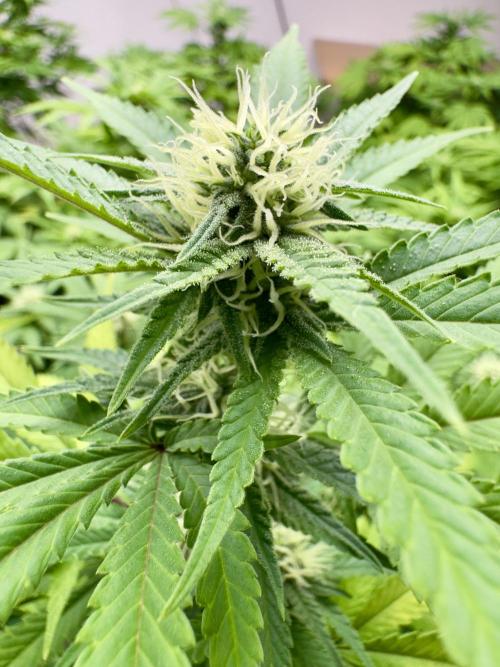 Critical Mass & Black Rainbow SoG. Week 11