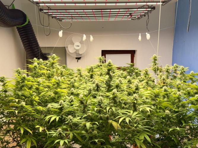 Critical Mass & Black Rainbow SoG. Week 12