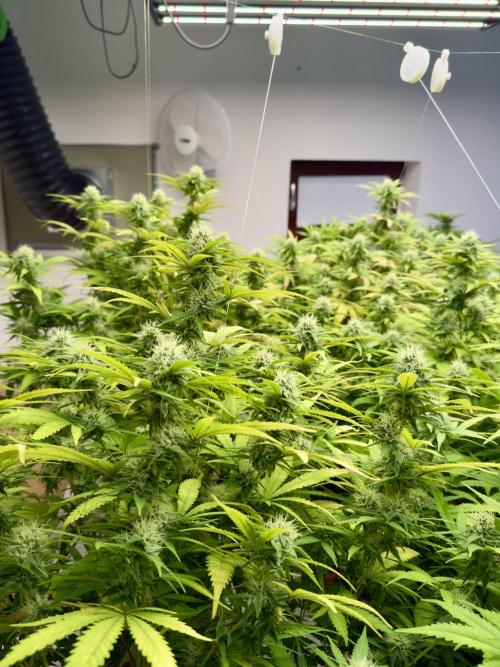 Critical Mass & Black Rainbow SoG. Week 12